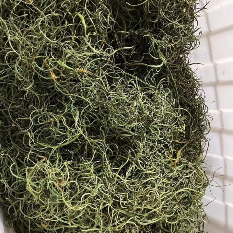 化石草精品小叶化石草小叶肾精茶各种规格大叶中叶