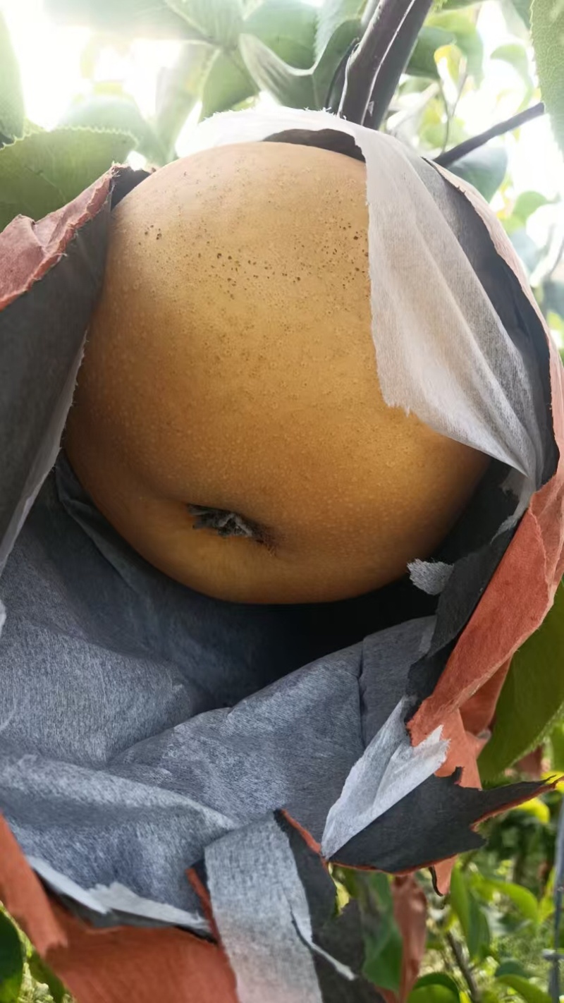 【推荐】河南晚秋黄梨供应市场商超电商耐运输量大从优
