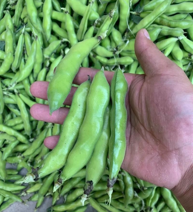 海门大白皮蚕豆种子特大颗粒胡豆罗汉豆兰花豆大田四季种蔬菜