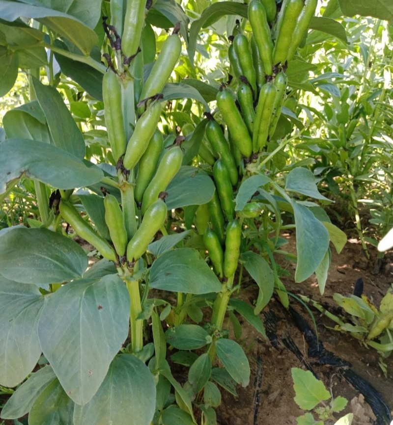 海门大白皮蚕豆种子特大颗粒胡豆罗汉豆兰花豆大田四季种蔬菜