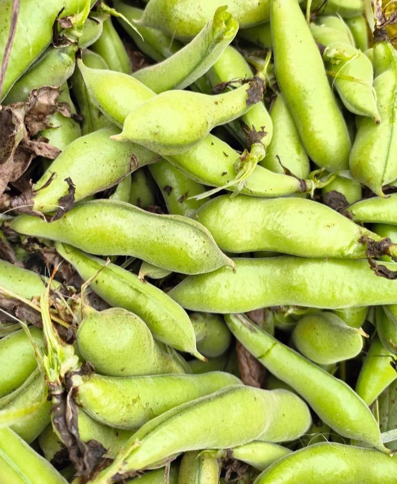 海门大白皮蚕豆种子特大颗粒胡豆罗汉豆兰花豆大田四季种蔬菜