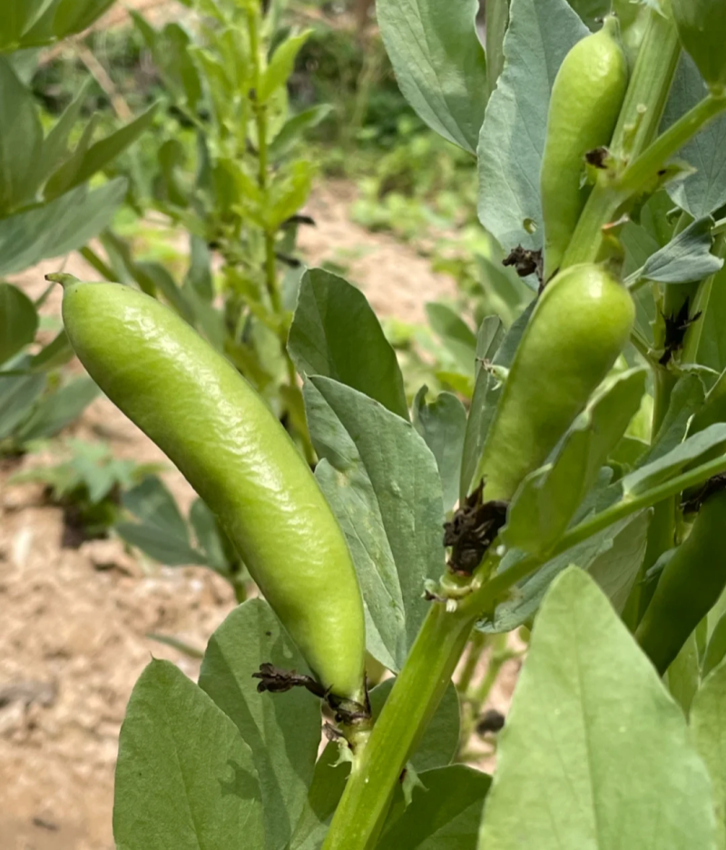 海门大白皮蚕豆种子特大颗粒胡豆罗汉豆兰花豆大田四季种蔬菜