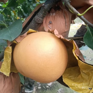 【热卖推荐】晚秋黄梨🍐产地直销量大从优可对接全国电商
