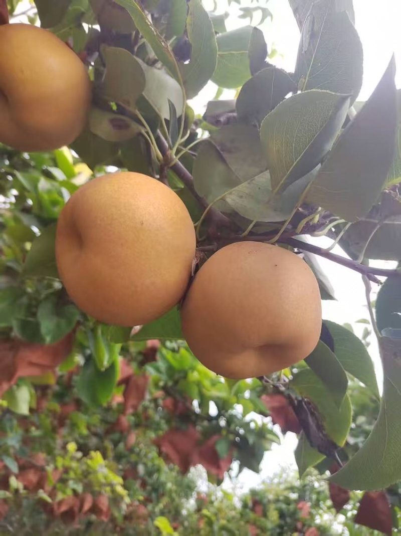 【热卖推荐】晚秋黄梨🍐产地直销量大从优可对接全国电商