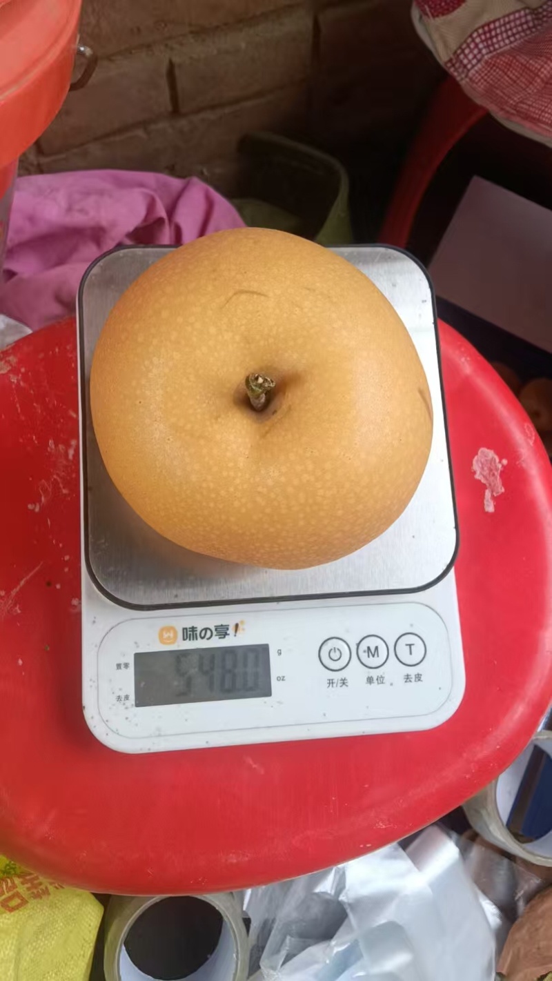【热卖推荐】晚秋黄梨🍐产地直销量大从优可对接全国电商