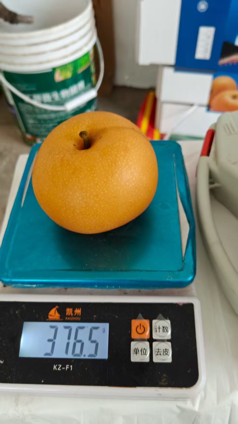 【热卖推荐】晚秋黄梨🍐产地直销量大从优可对接全国电商