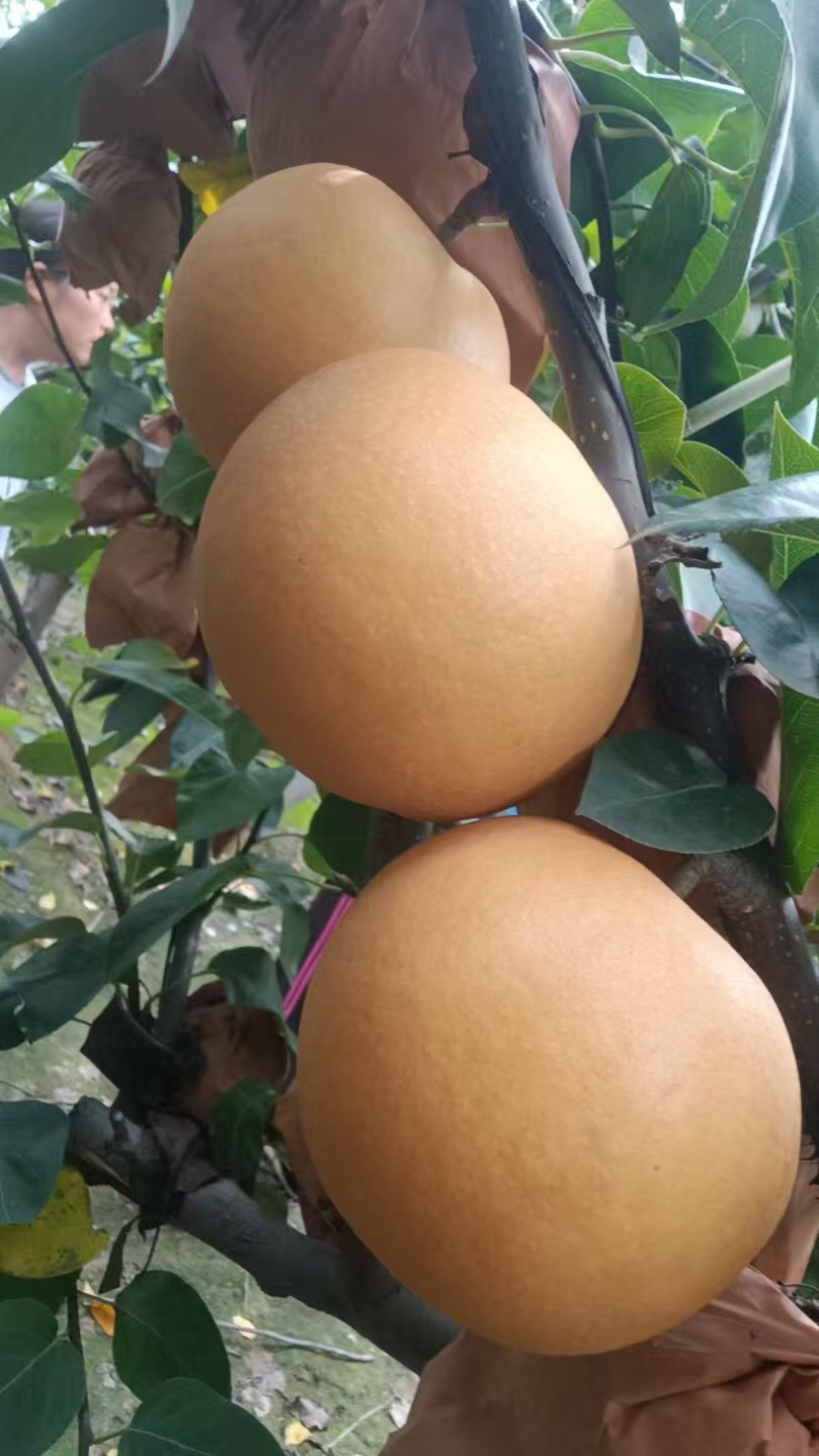 【热卖推荐】晚秋黄梨🍐产地直销量大从优可对接全国电商