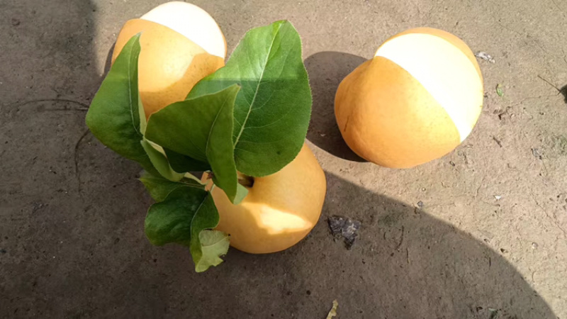 【热卖推荐】晚秋黄梨🍐产地直销量大从优可对接全国电商