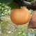 【热卖推荐】晚秋黄梨🍐产地直销量大从优可对接全国电商