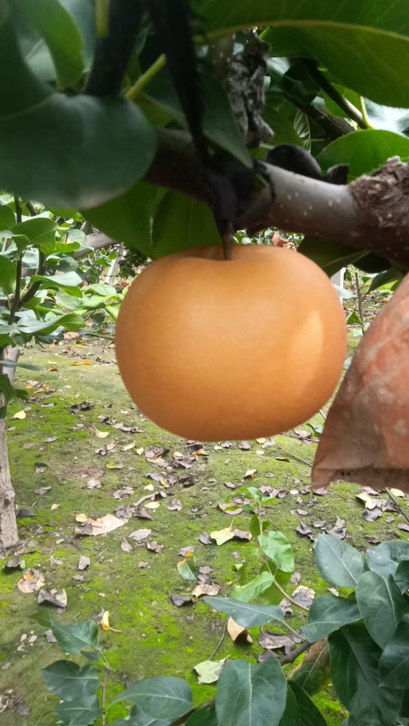 【热卖推荐】晚秋黄梨🍐产地直销量大从优可对接全国电商