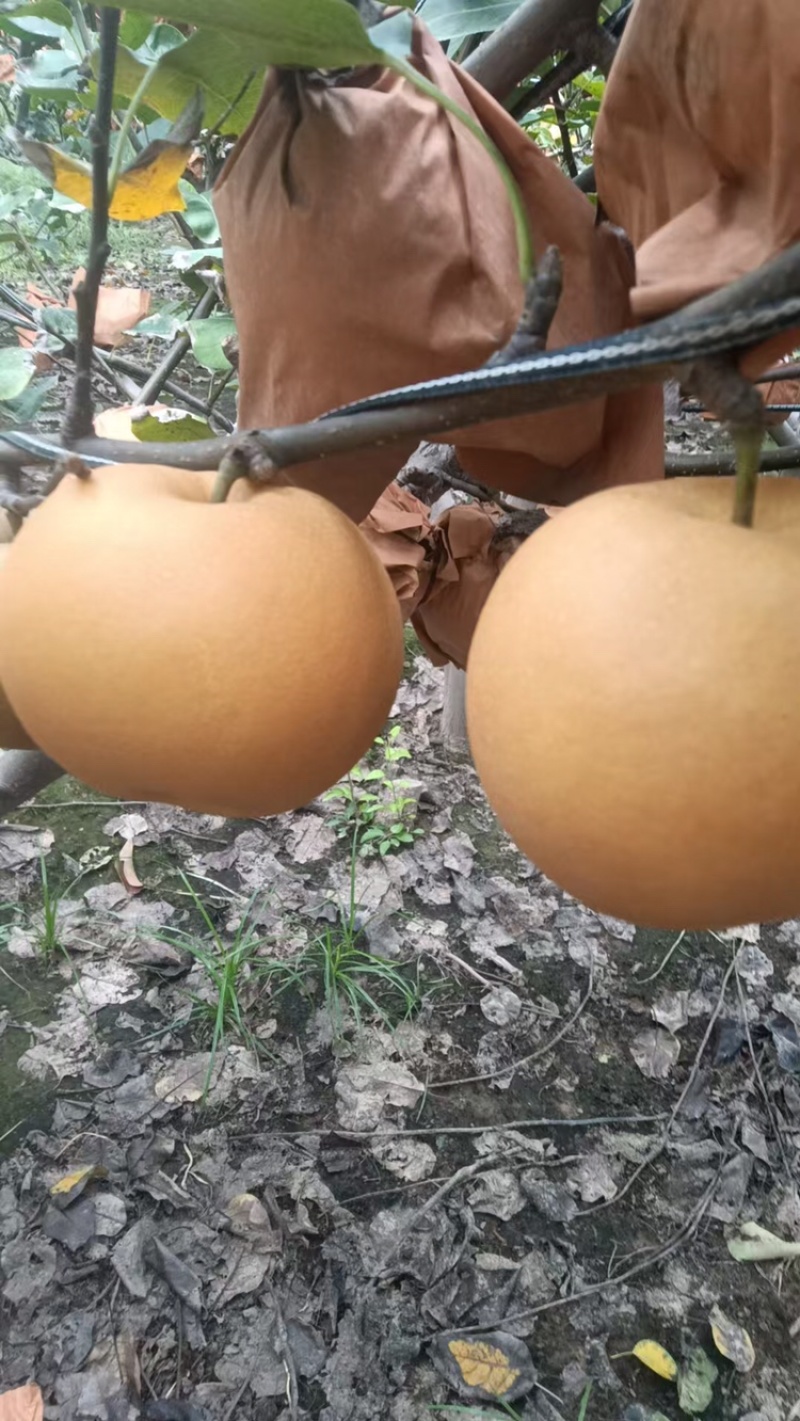 【热卖推荐】晚秋黄梨🍐产地直销量大从优可对接全国电商