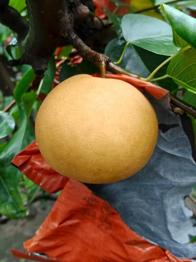 【热卖推荐】晚秋黄梨🍐产地直销量大从优可对接全国电商