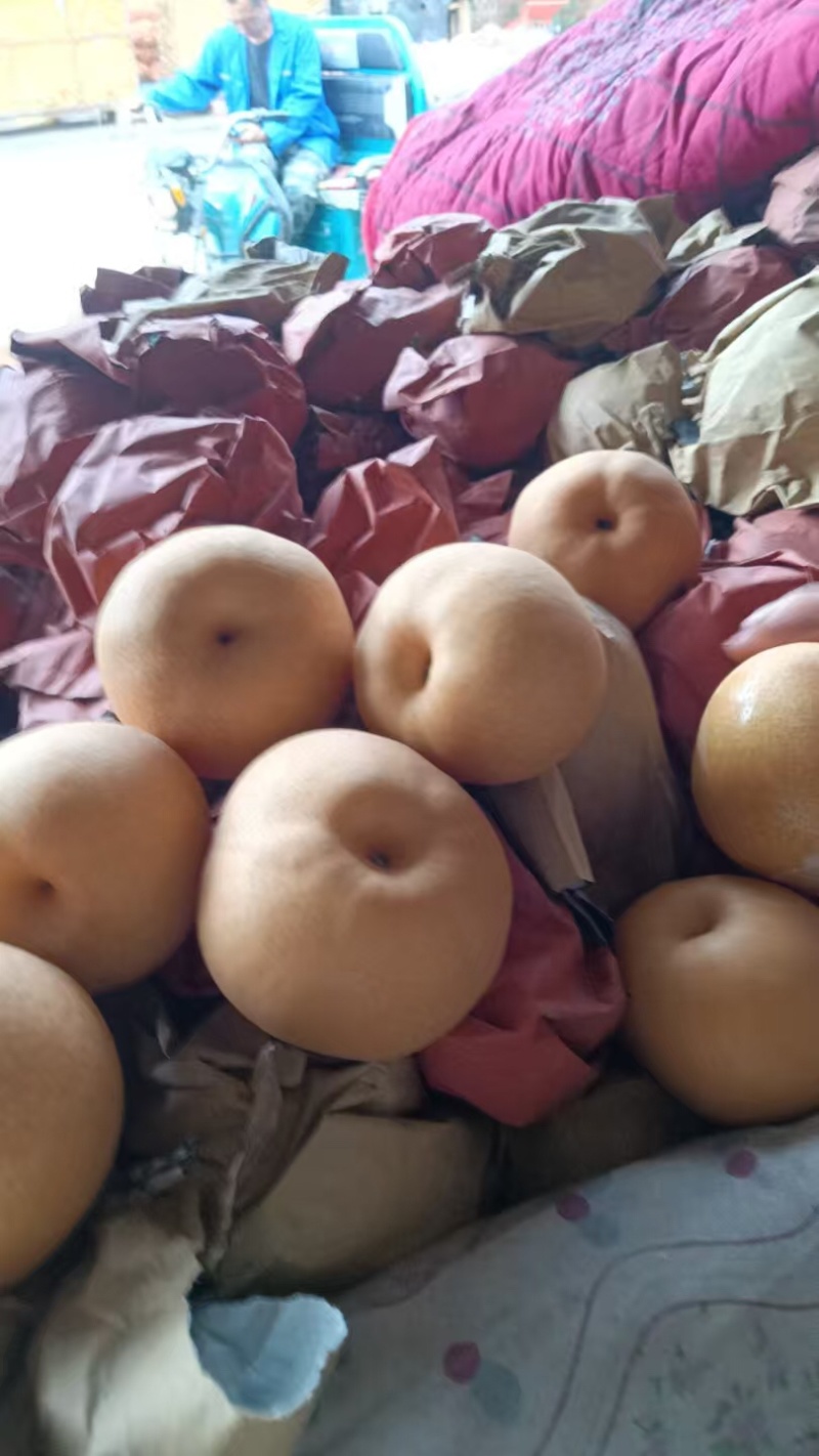 【热卖推荐】晚秋黄梨🍐产地直销量大从优可对接全国电商