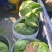 山西省吕梁市文水县甘蓝宣菜圆包菜大量上市