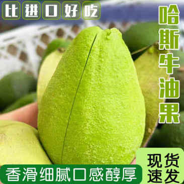 自家种的云南普洱孟连牛油果180-200克包邮