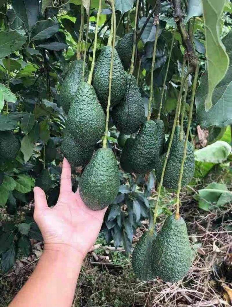 云南普洱哈斯牛油果120-150克包邮