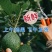 自家种的云南普洱孟连哈斯牛油果100-160克包邮