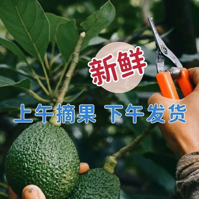 自家种的云南普洱孟连哈斯牛油果100-160克包邮