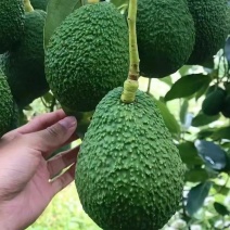 自家种的云南普洱孟连哈斯牛油果二级果100-190克包邮