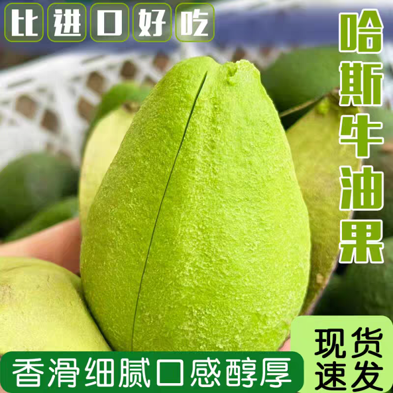 自家种的云南普洱孟连哈斯牛油果二级果100-190克包邮