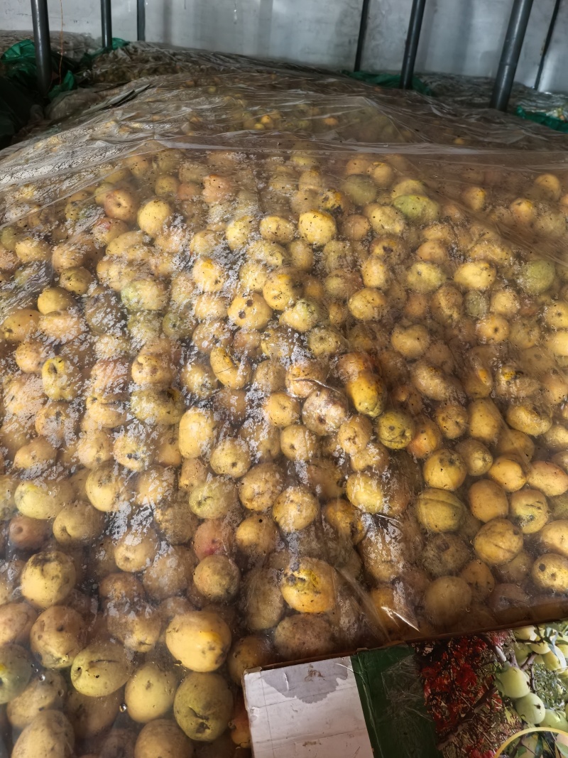 精品果，榨汁切片全黄果