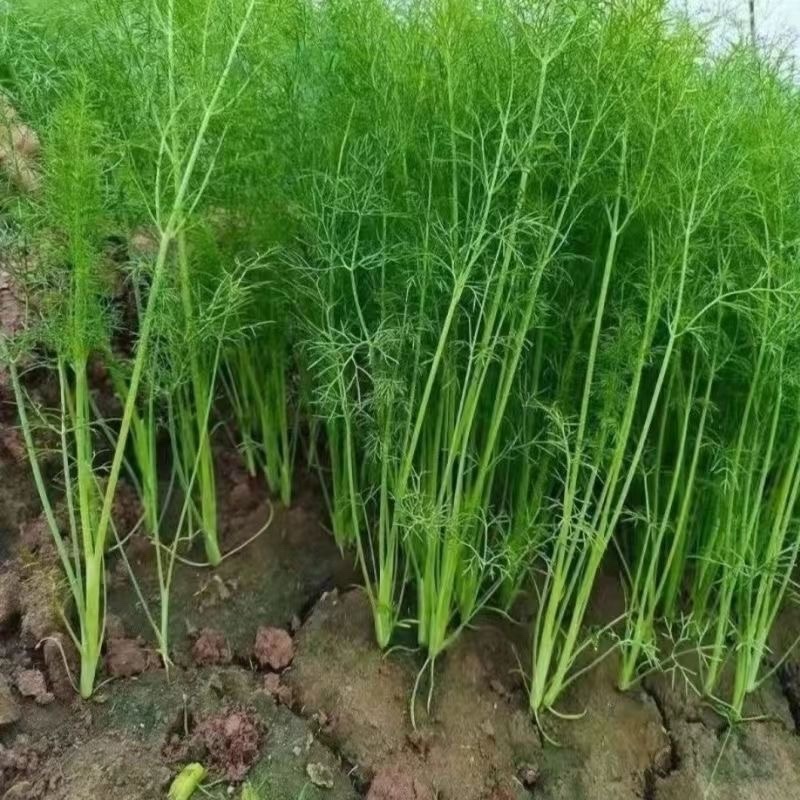 河北邯郸本地茴香产地直发价格优惠一年四季供应代办