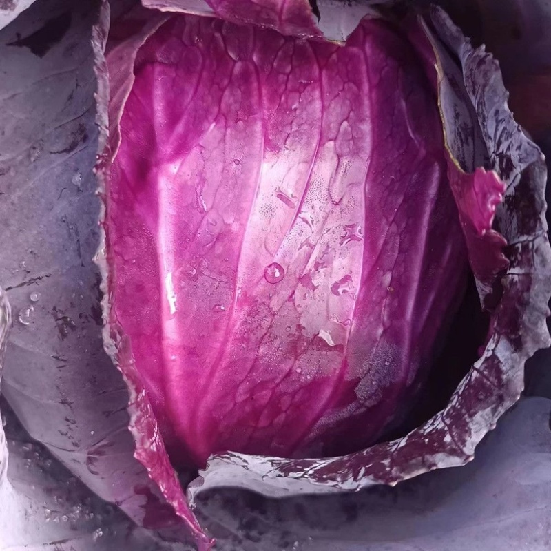 精品紫甘蓝河北包菜，货量充足，市场商超电商都可对接价格低