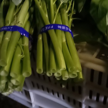 精品空心菜供应