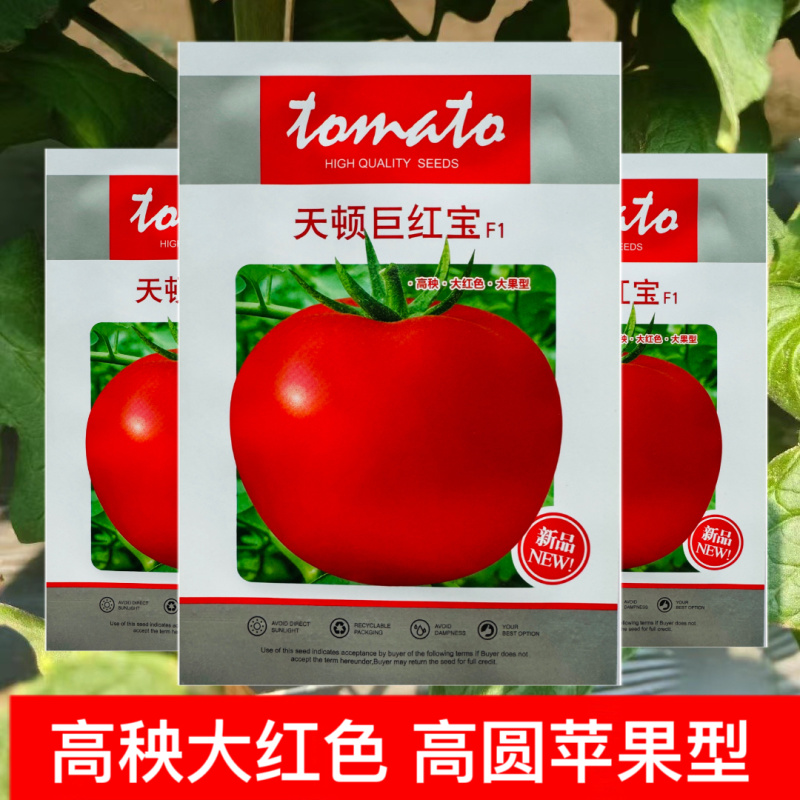 天顿巨红宝番茄种子大红果抗TV病毒西红柿种籽高产大棚种植