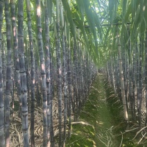 精品黑皮甘蔗广东韶关甘蔗清甜多汁保质保量对接全国