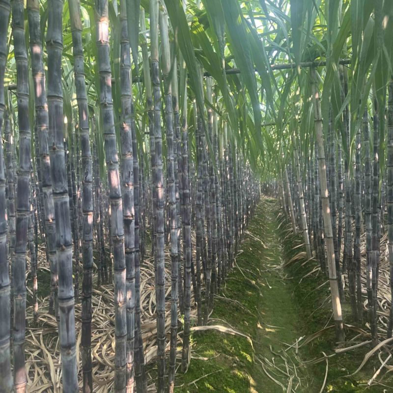 精品黑皮甘蔗广东韶关甘蔗清甜多汁保质保量对接全国