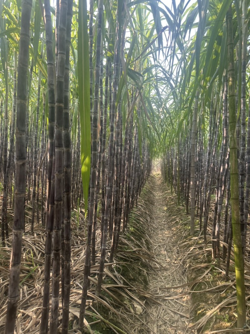 精品黑皮甘蔗广东韶关甘蔗清甜多汁保质保量对接全国