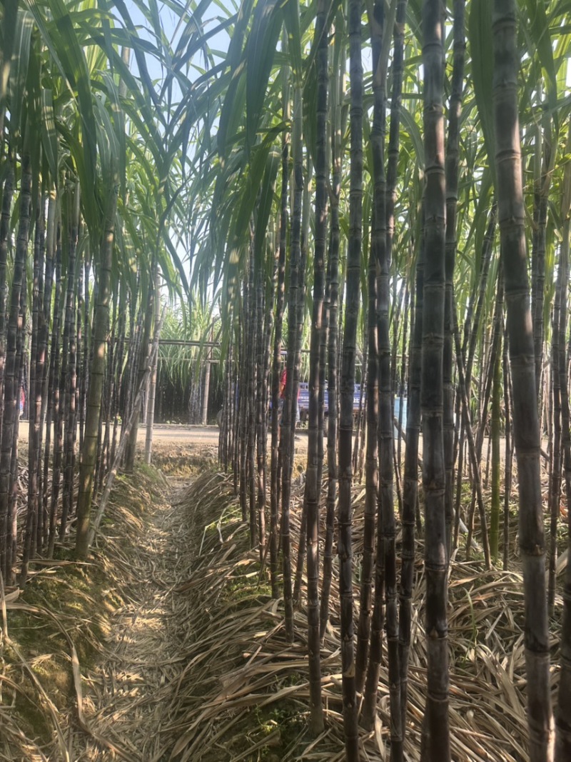 精品黑皮甘蔗广东韶关甘蔗清甜多汁保质保量对接全国