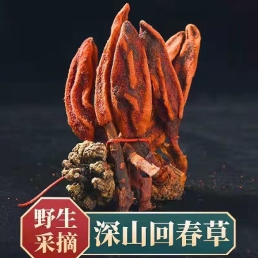 包邮回春草云南野生顶天柱不老草新货批发一手货源