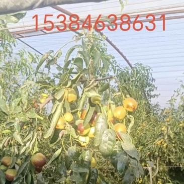 自己家种的冬枣以成熟要出售