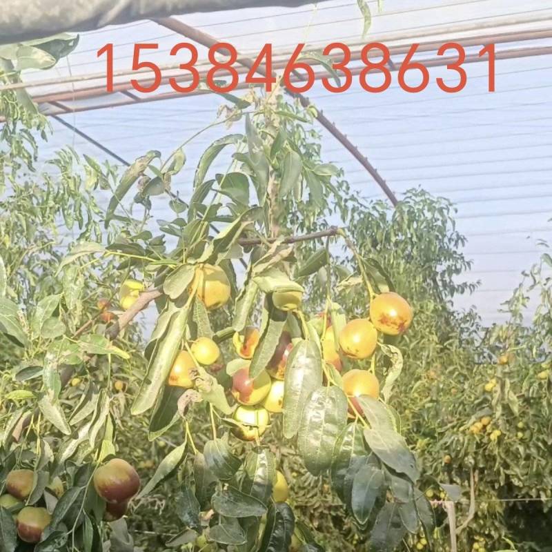 自己家种的冬枣以成熟要出售