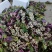 2800米海拔高品质红菜苔大量上市，