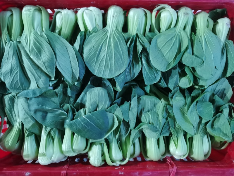 精品油菜大颗小颗产地直发