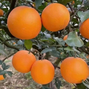 奉节脐橙72一1