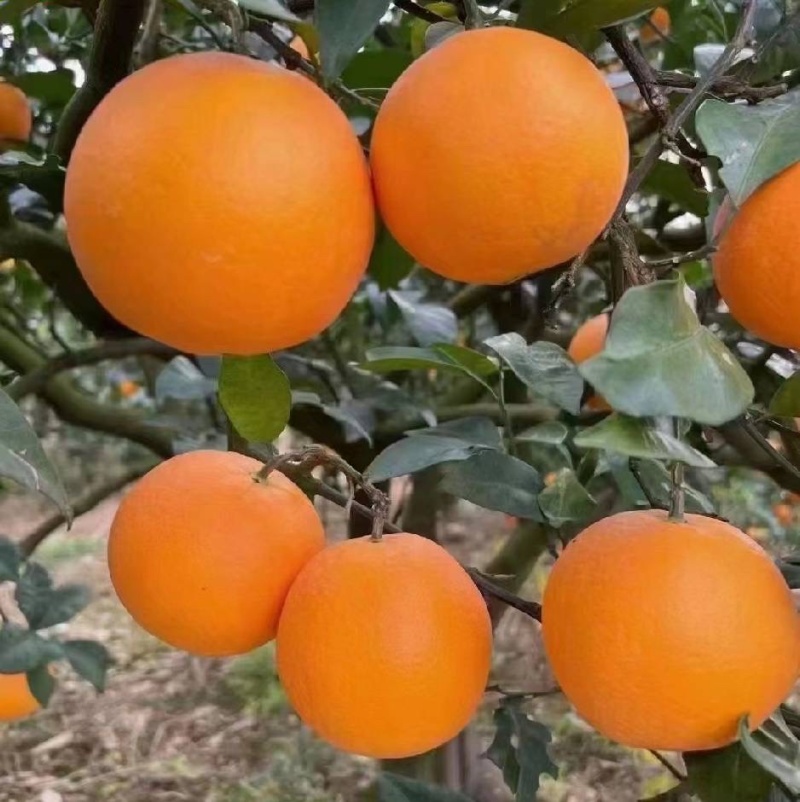 奉节脐橙72一1