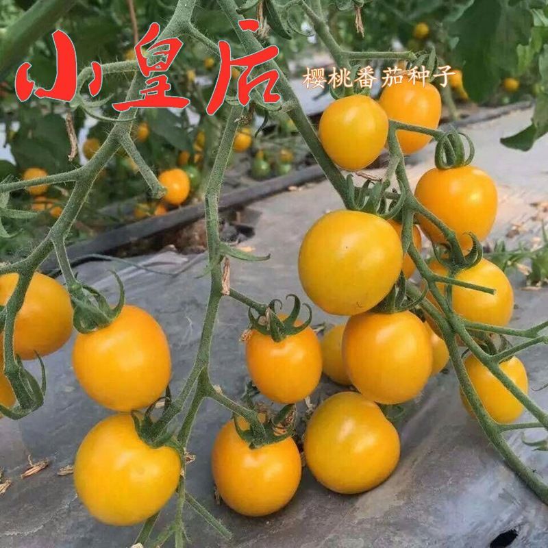 小皇后樱桃番茄种子口感好亮丽高糖高产抗病基地大田农家冬春