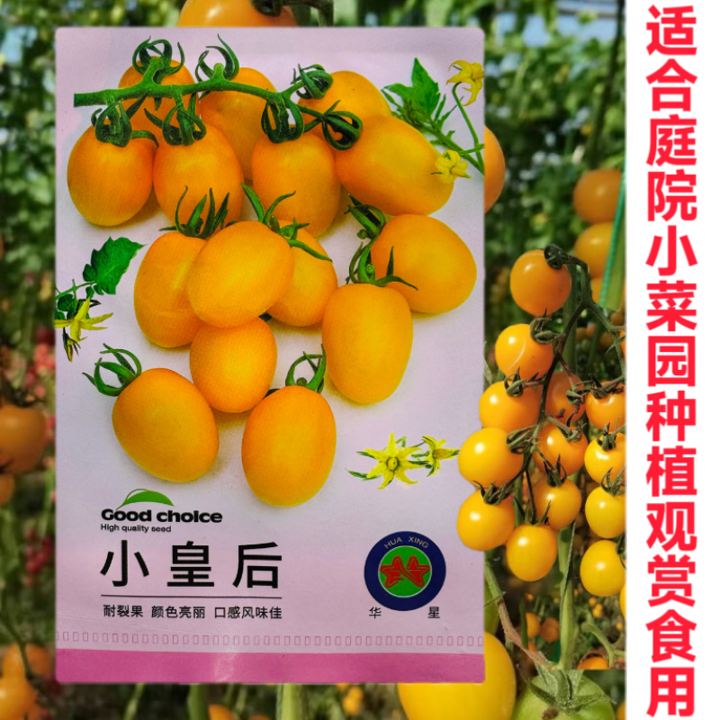 小皇后樱桃番茄种子口感好亮丽高糖高产抗病基地大田农家冬春