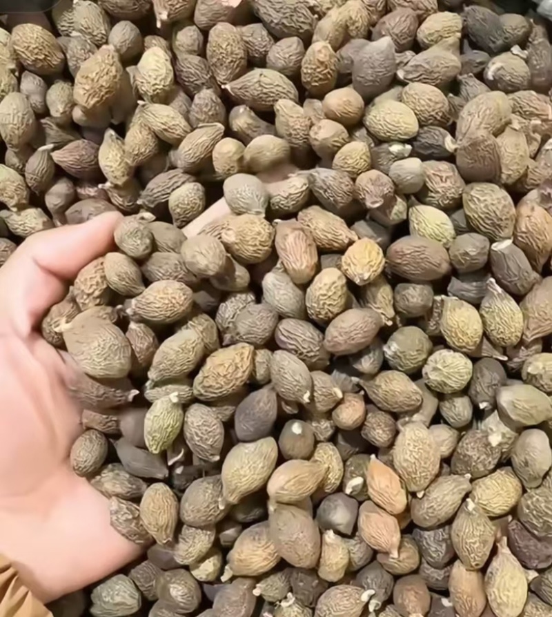 胖大海中药材批发胖大海长果圆果都有规格全质量保证