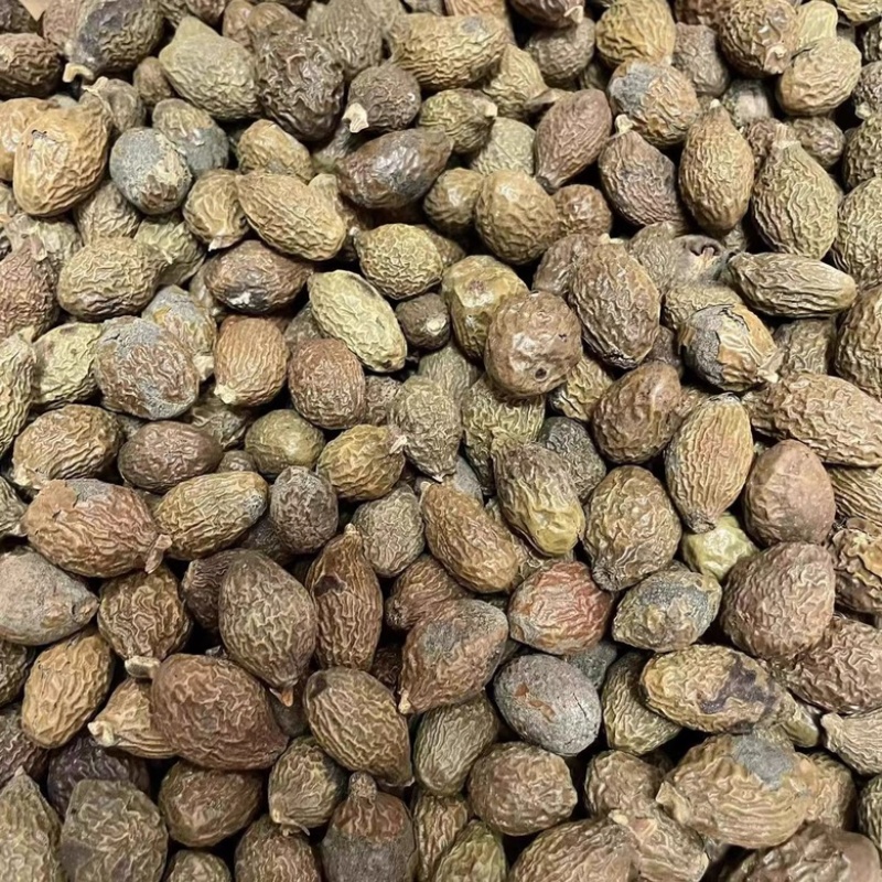 胖大海中药材批发胖大海长果圆果都有规格全质量保证