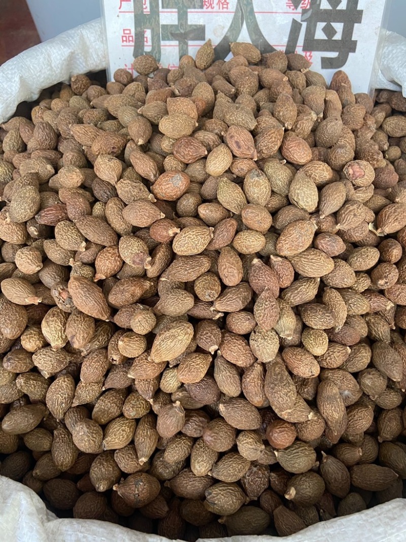 胖大海中药材批发胖大海长果圆果都有规格全质量保证