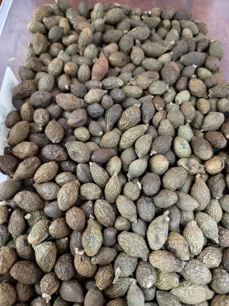 胖大海中药材批发胖大海长果圆果都有规格全质量保证