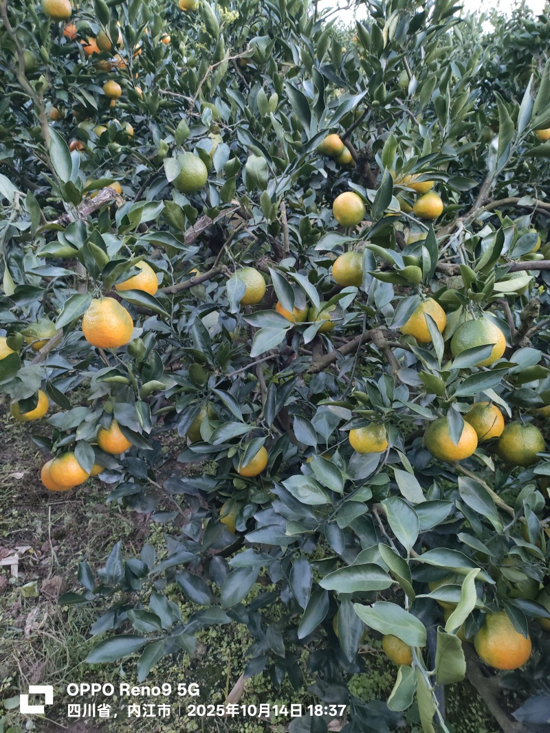 四川蜜橘
