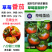 草莓番茄种子铁皮柿子水果番茄种子带绿肩脆甜无渣早熟西红柿