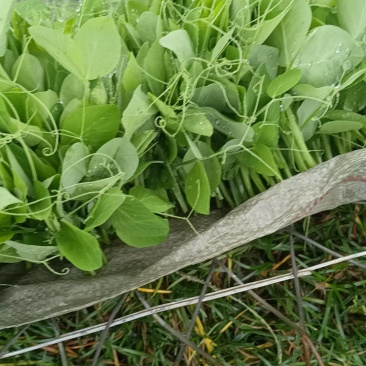 贵州高山露天种植豌豆苗，崭新上市大量供货诚信经营质量保证