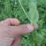 贵州高山露天种植豌豆苗，崭新上市大量供货诚信经营质量保证